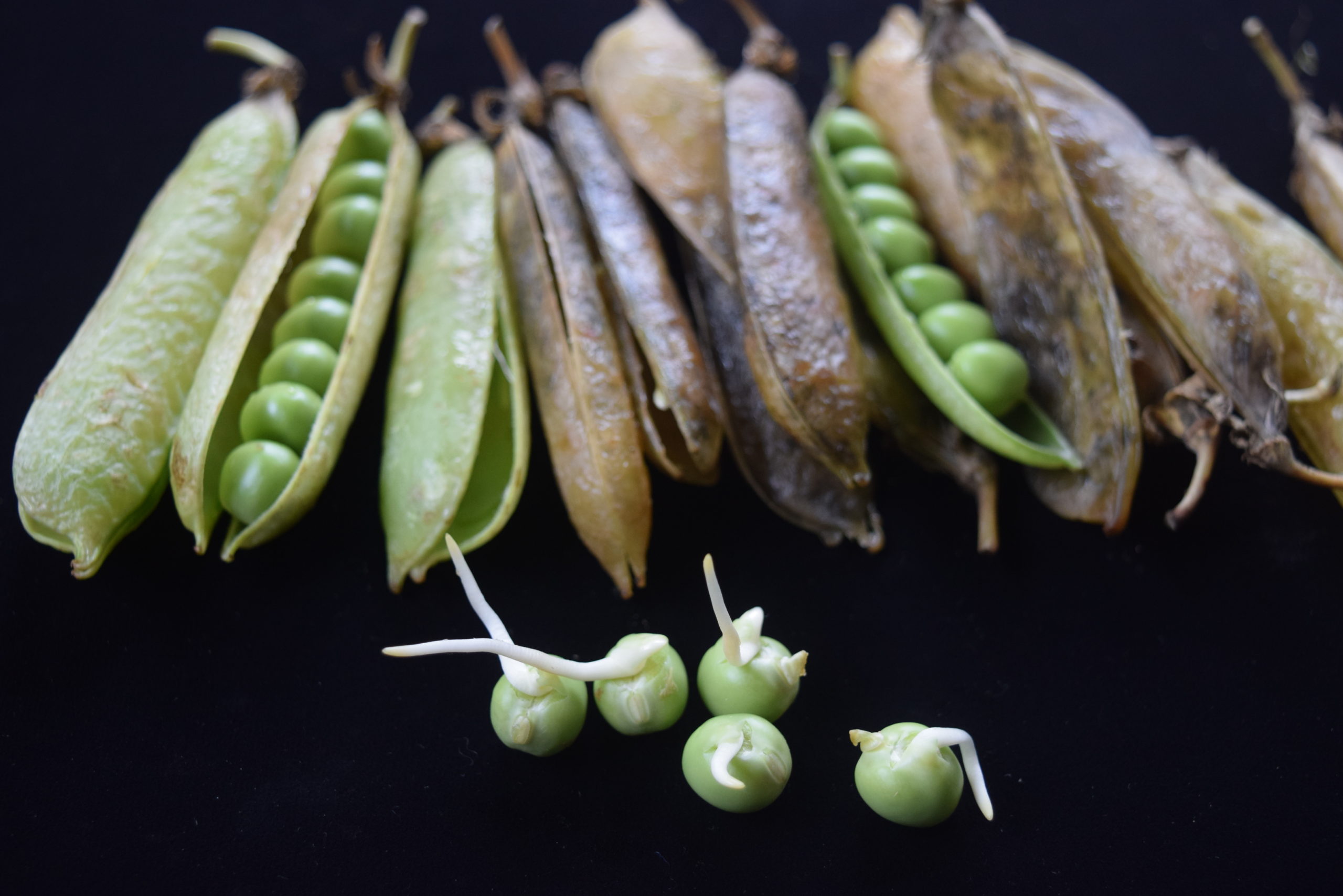 えんどう豆の、姿を撮影してみました。